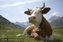 肥牛養(yǎng)殖過程中存在的問題，以及解決的方法。