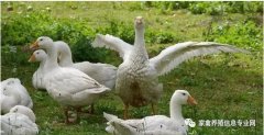 怎么治療鵝痛風(fēng)問題？快進(jìn)來看看！