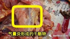 家禽氣囊炎其實(shí)不難治，找對方法最重要！